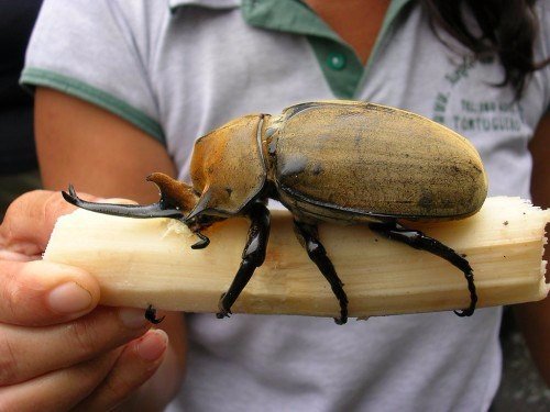 Породы жуков в Оханске | ЗооТом портал о животных