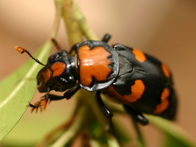 Все о жуках в Оханске | ЗооТом портал о животных