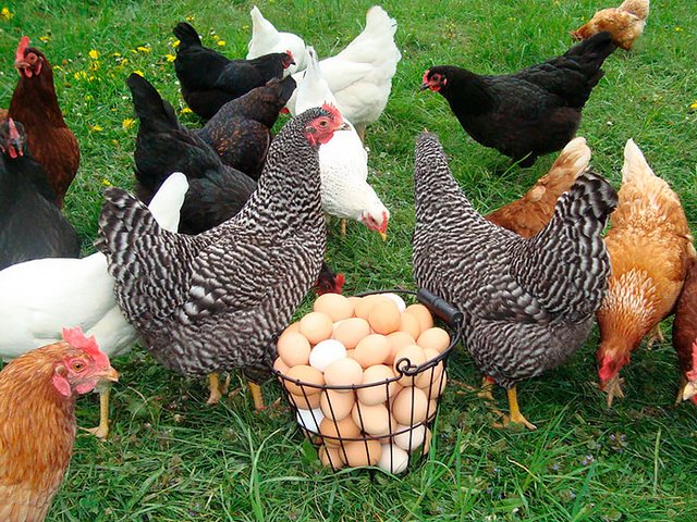 Содержание кур и уход за ними | ЗооТом - продажа, вязка и услуги для животных в Оханске