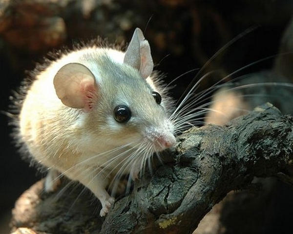 Все о мышах в Оханске | ЗооТом - продажа, вязка и услуги для животных в Оханске
