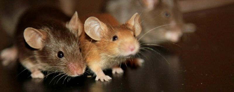Все о мышах в Оханске | ЗооТом - продажа, вязка и услуги для животных в Оханске
