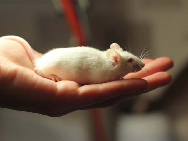 Содержание мышей и уход за ними в Оханске | ЗооТом - продажа, вязка и услуги для животных в Оханске