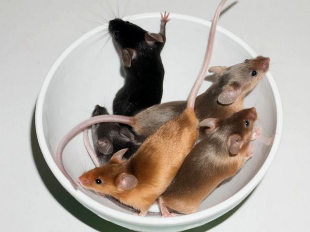 Содержание мышей и уход за ними в Оханске | ЗооТом - продажа, вязка и услуги для животных в Оханске