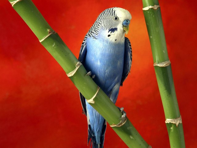 Все о попугаях в Оханске | ЗооТом портал о животных