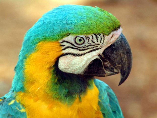 Все о попугаях в Оханске | ЗооТом портал о животных