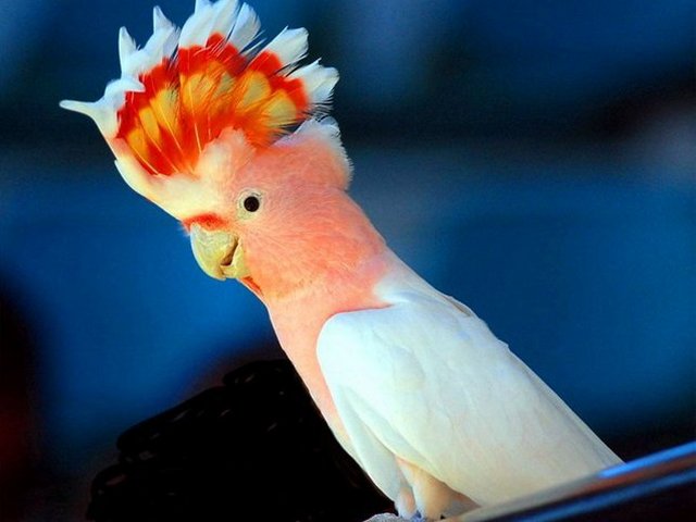 Породы попугаев | ЗооТом - продажа, вязка и услуги для животных в Оханске