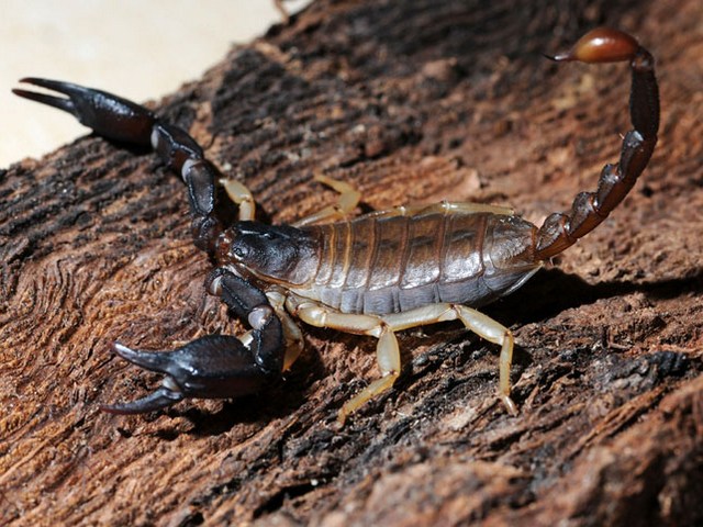 Породы скорпионов в Оханске | ЗооТом портал о животных