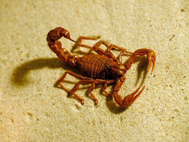Породы скорпионов в Оханске | ЗооТом портал о животных