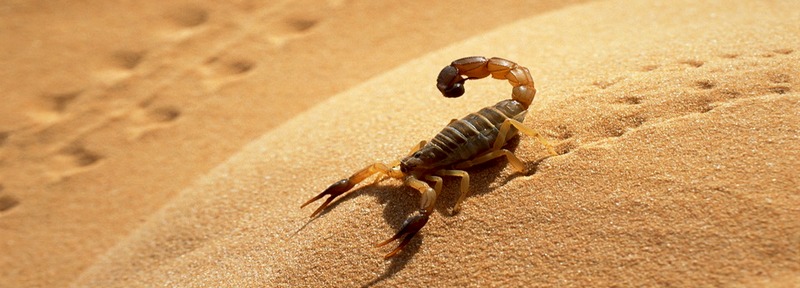 Все о скорпионах в Оханске | ЗооТом портал о животных