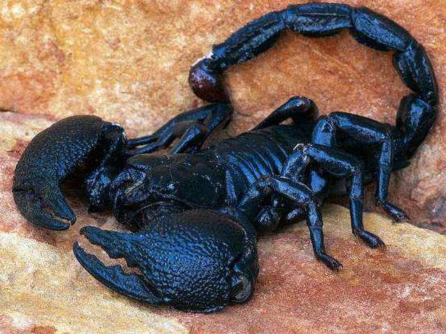 Все о скорпионах в Оханске | ЗооТом портал о животных