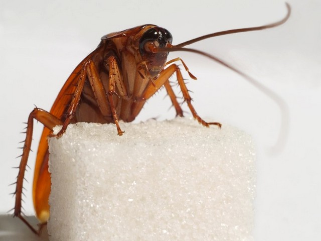 Все о тараканах в Оханске | ЗооТом портал о животных