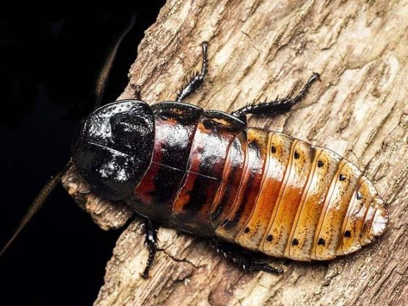 Все о тараканах в Оханске | ЗооТом портал о животных