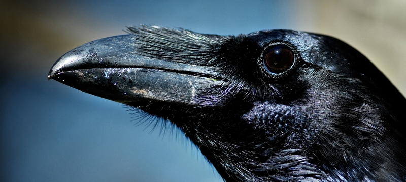 Все о воронах в Оханске | ЗооТом портал о животных