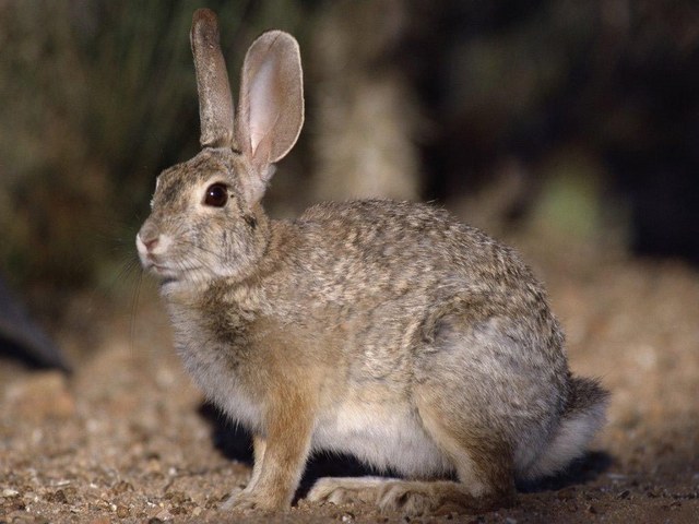 Все о зайцах | ЗооТом - продажа, вязка и услуги для животных в Оханске