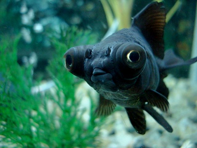 Породы аквариумных рыбок в Оханске | ЗооТом портал о животных