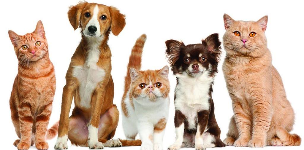 Доска объявлений о животных | ЗооТом - продажа, вязка и услуги для животных в Оханске