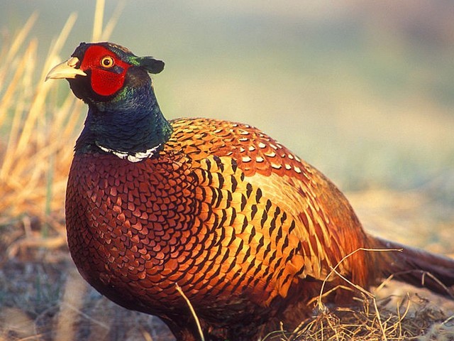 Породы фазанов в Оханске | ЗооТом портал о животных