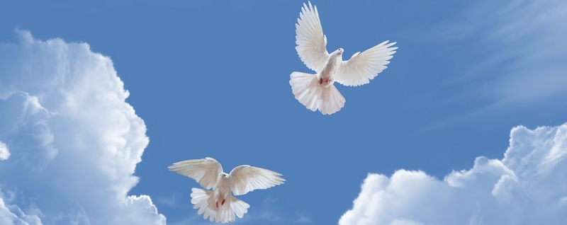 Все о голубях | ЗооТом - продажа, вязка и услуги для животных в Оханске