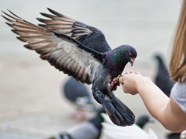Все о голубях | ЗооТом - продажа, вязка и услуги для животных в Оханске