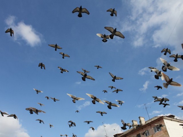 Голуби над городом | ЗооТом - продажа, вязка и услуги для животных в Оханске