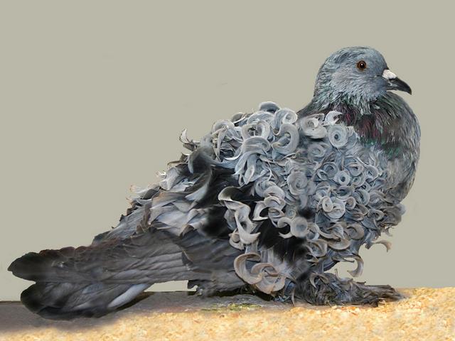 Породы голубей | ЗооТом - продажа, вязка и услуги для животных в Оханске