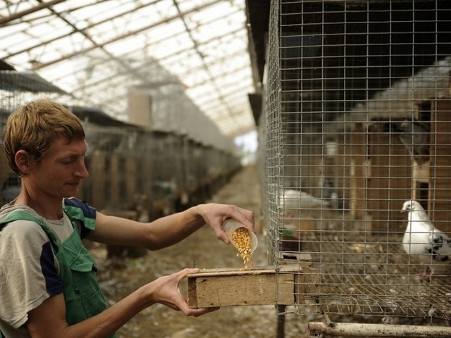 Содержание голубей и уход за ними | ЗооТом - продажа, вязка и услуги для животных в Оханске