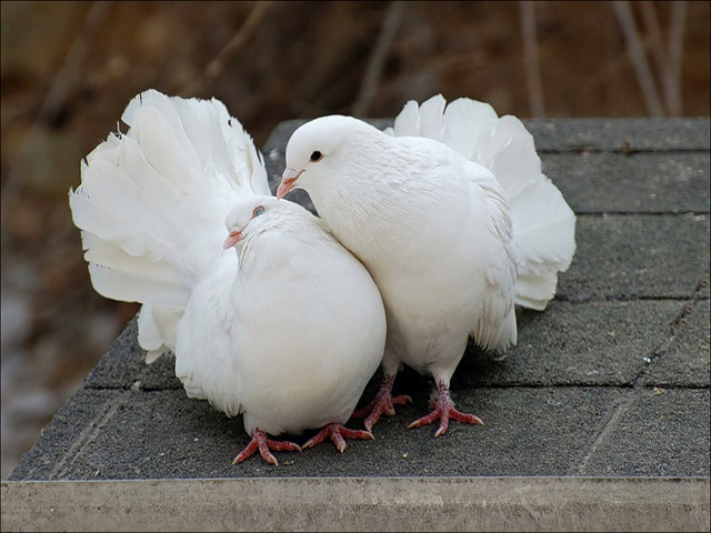 Содержание голубей и уход за ними в Оханске