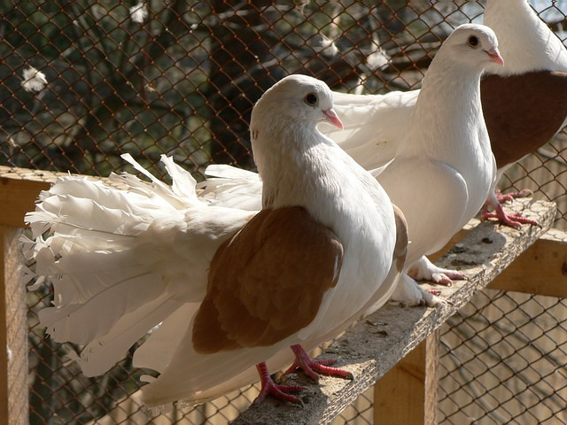 Содержание голубей и уход за ними в Оханске