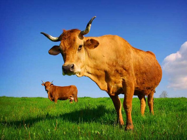 Все о коровах в Оханске | ЗооТом портал о животных