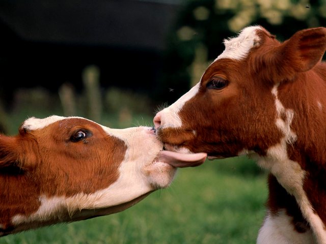 Статьи о коровах в Оханске | ЗооТом портал о животных