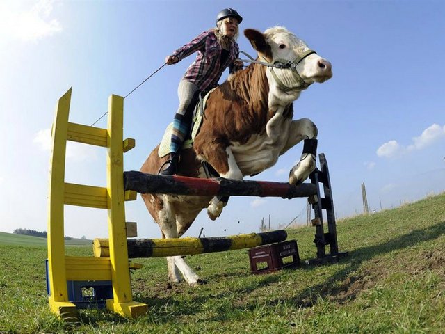 Статьи о коровах в Оханске | ЗооТом портал о животных