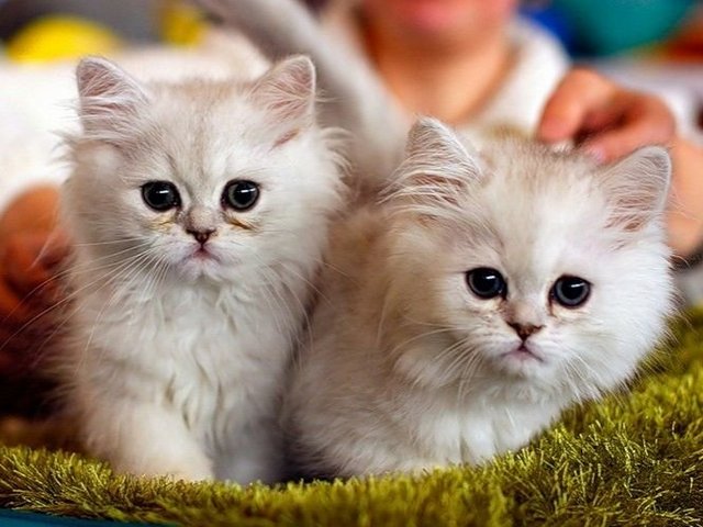 Породы кошек в Оханске | ЗооТом портал о животных