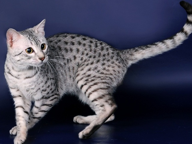 Породы кошек в Оханске | ЗооТом портал о животных