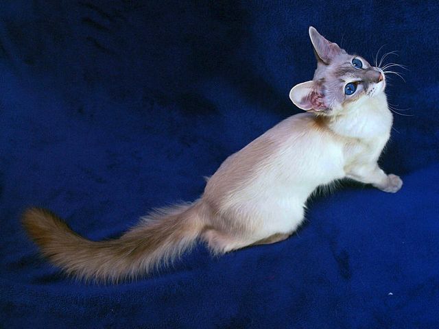 Выведенные породы кошек в Оханске | ЗооТом портал о животных
