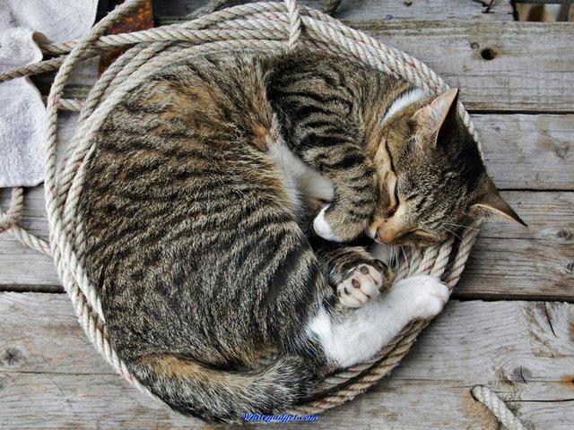 Все о кошках в Оханске | ЗооТом портал о животных