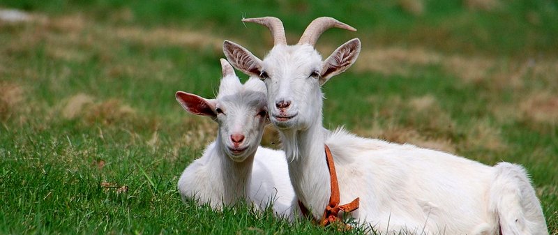 Все о козах в Оханске | ЗооТом портал о животных