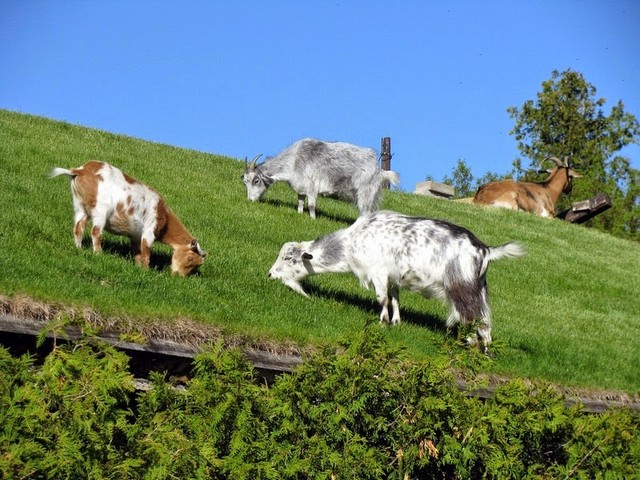 Все о козах в Оханске | ЗооТом портал о животных