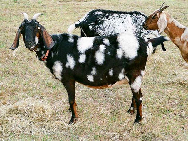 Породы коз в Оханске | ЗооТом портал о животных