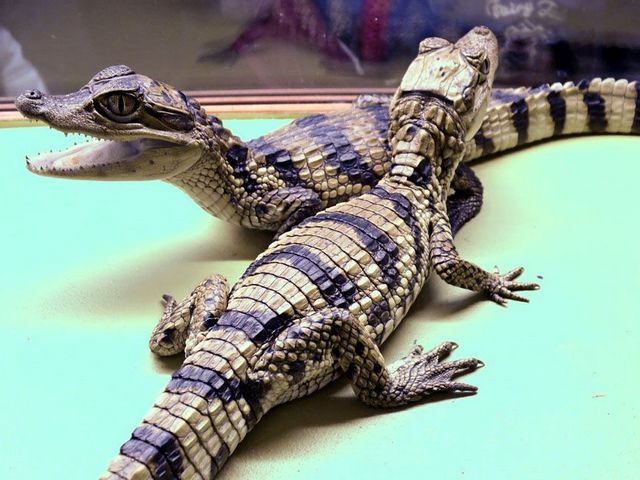 Все о крокодилах в Оханске | ЗооТом портал о животных