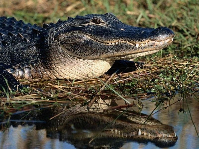 Породы крокодилов в Оханске | ЗооТом портал о животных