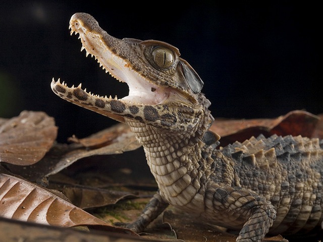 Содержание крокодилов и уход за ними в Оханске | ЗооТом портал о животных