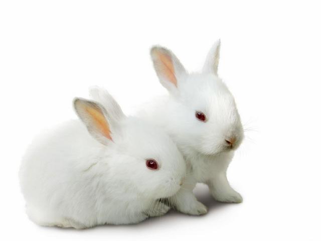 Все о кроликах в Оханске | ЗооТом портал о животных