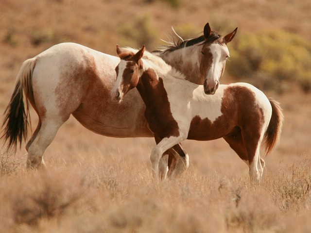 Интересные факты лошадях в Оханске | ЗооТом портал о животных