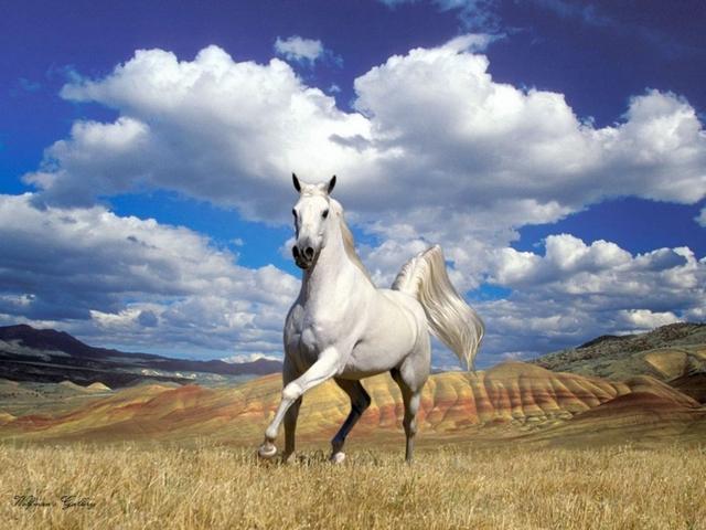Статьи о лошадях в Оханске | ЗооТом портал о животных