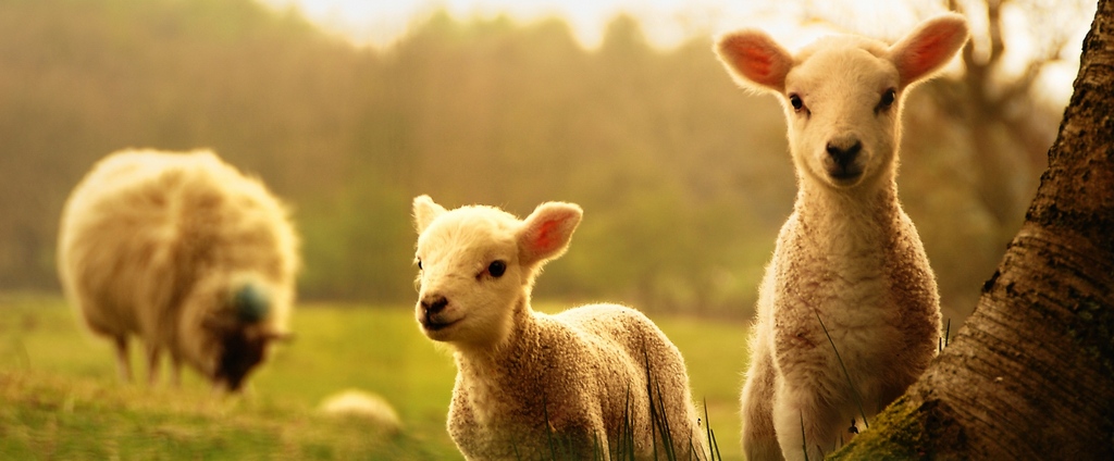 Объявления о сельскохозяйственных животных | ЗооТом - продажа, вязка и услуги для животных в Оханске