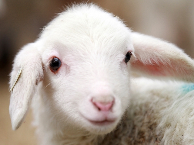 Овцы и бараны в Оханске | ЗооТом портал о животных