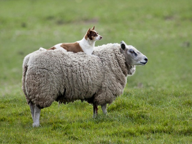 Все об овцах в Оханске | ЗооТом портал о животных