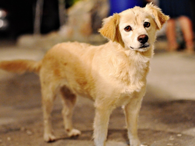 Породы собак в Оханске | ЗооТом портал о животных
