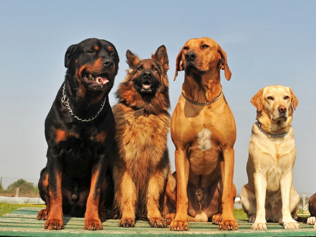 Крупные породы собак в Оханске | ЗооТом портал о животных
