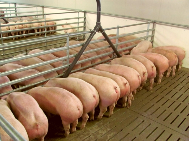 Содержание свиней и уход за ними в Оханске | ЗооТом портал о животных